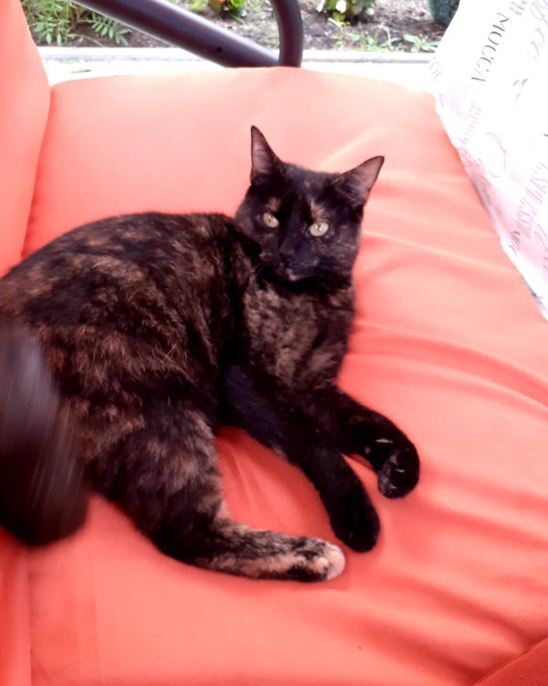 Missing Cat - Gorden-Staupitz