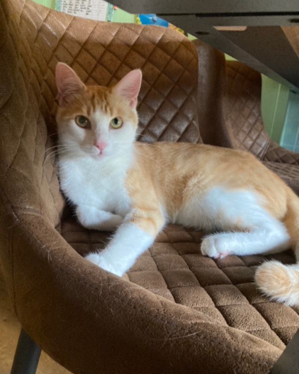 Found Cat - Burgkunstadt