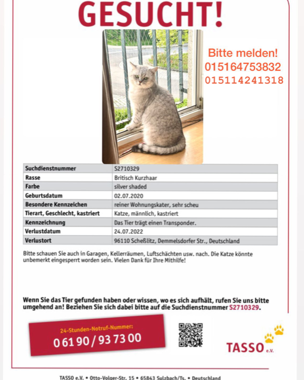 Found Cat - Scheßlitz