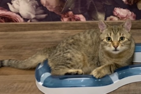 Found Cat - Hirschberg