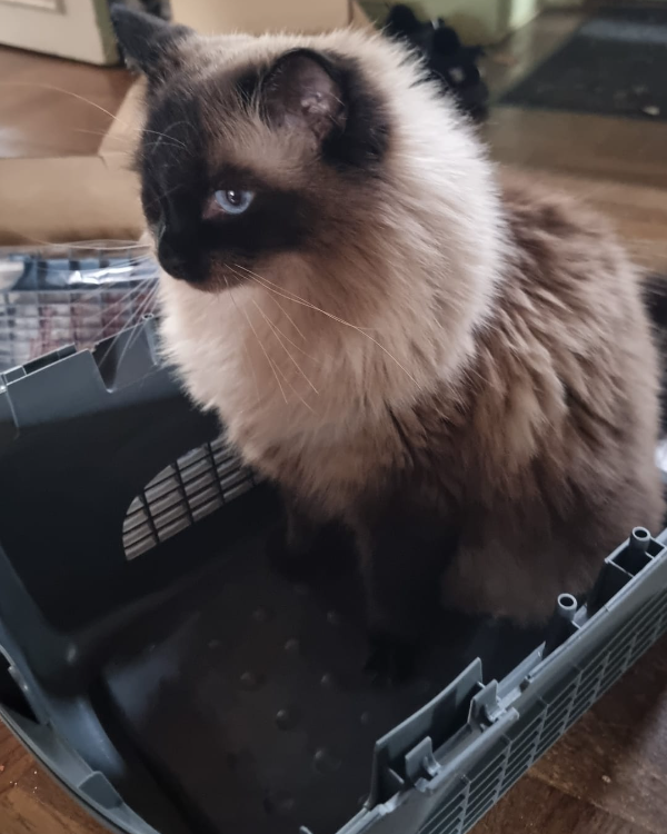 Missing Cat - Ahrensfelde