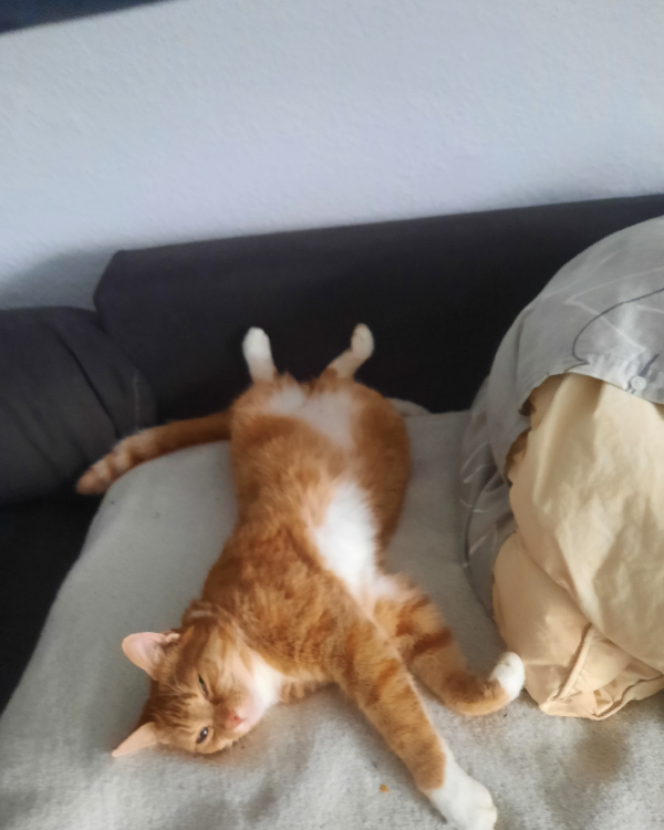 Missing Cat - Wurster Nordseeküste