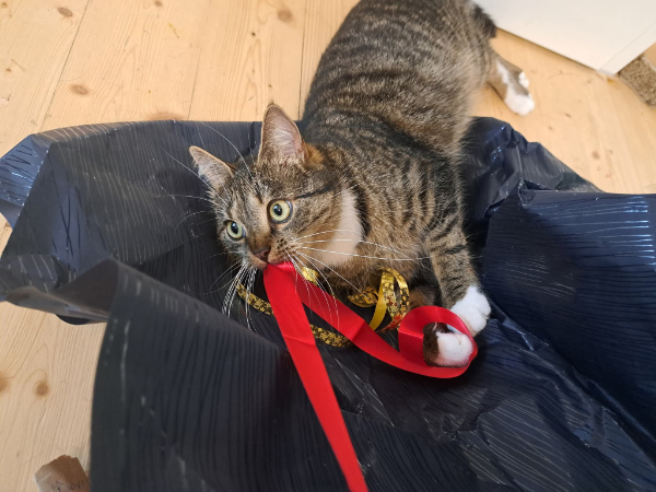 Found Cat - Essen Rüttenscheid
