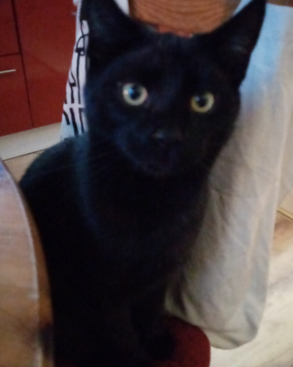 Missing Cat - Bad Muskau