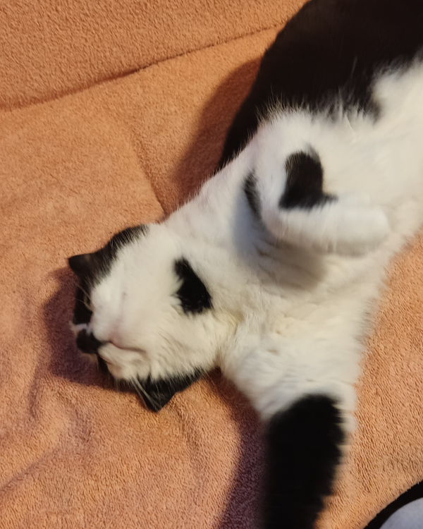 Missing Cat - Schenklengsfeld