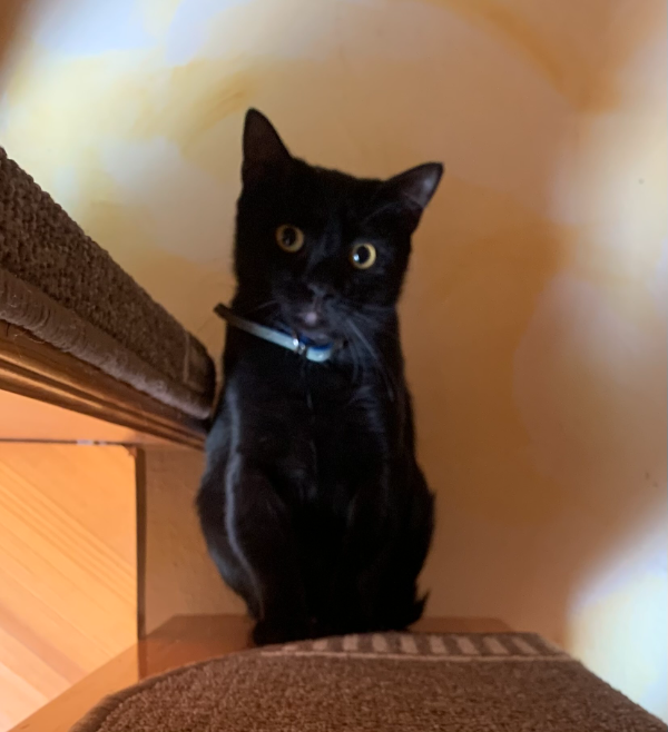 Missing Cat - Auerbach in der Oberpfalz