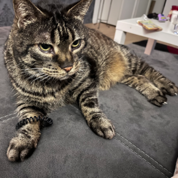 Missing Cat - Bodenwerder