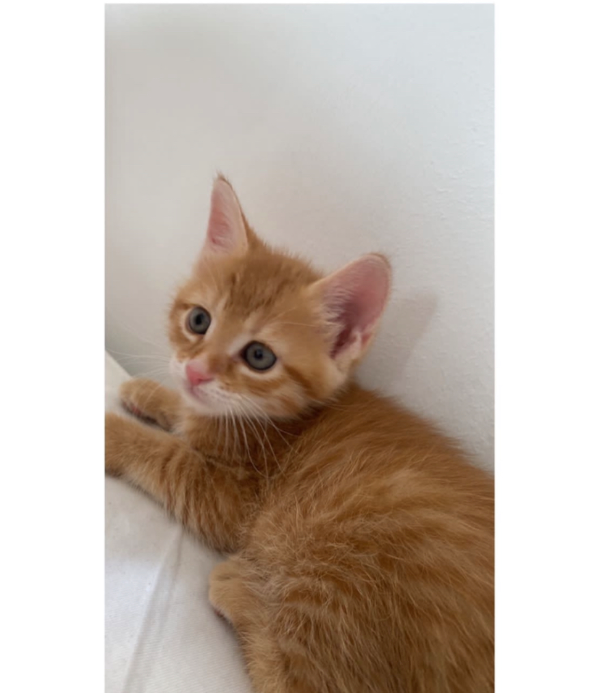 Found Cat - Haßfurt