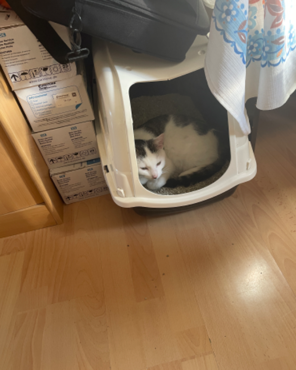 Found Cat - Drei Gleichen