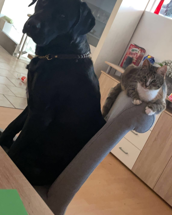 Missing Cat - Saterland