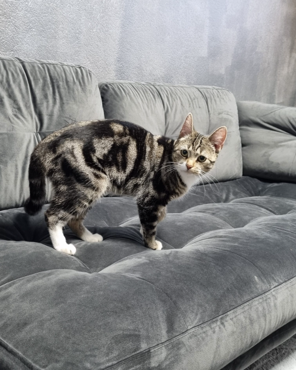 Found Cat - Stuhr-Fahrenhorst 