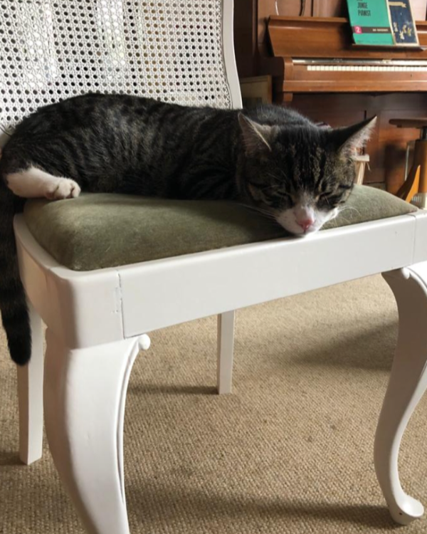 Missing Cat - Hamdorf