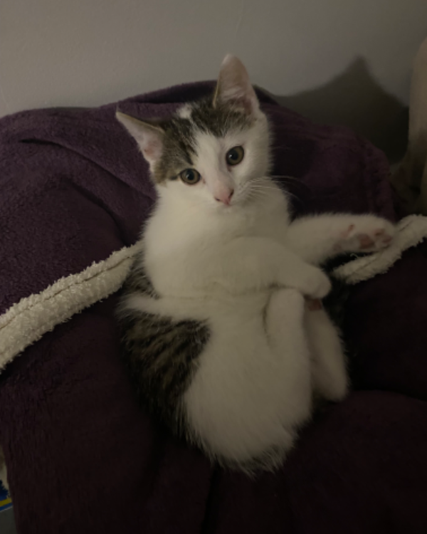 Missing Cat - Edewecht