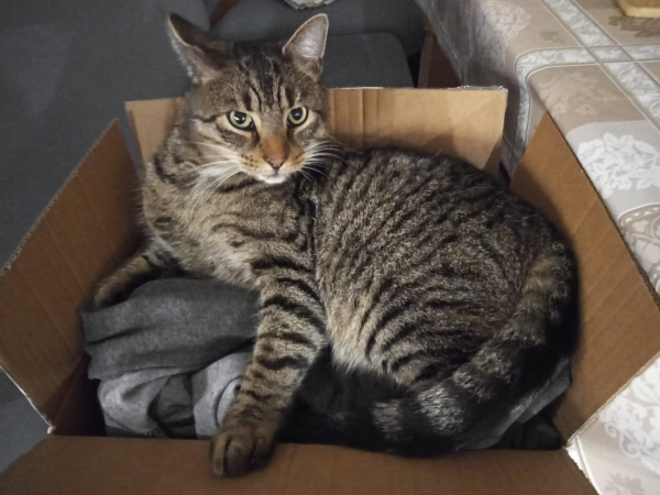 Missing Cat - Leipzig