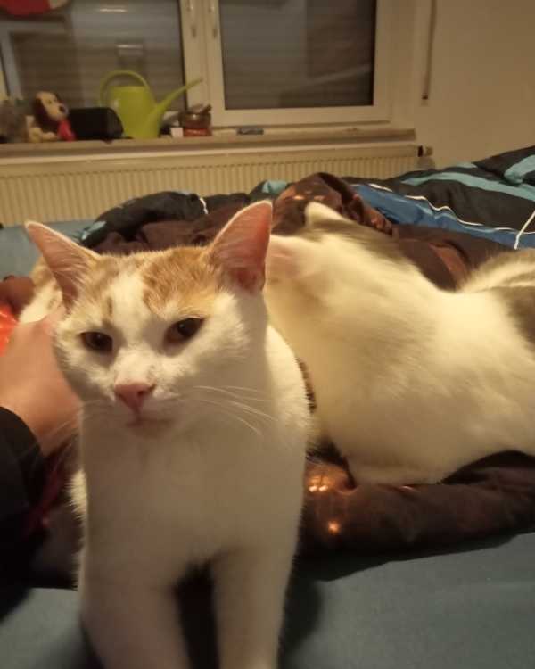 Missing Cat - Pfaffenhofen an der Ilm