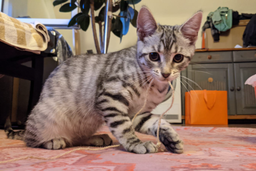 Found Cat - Stegaurach