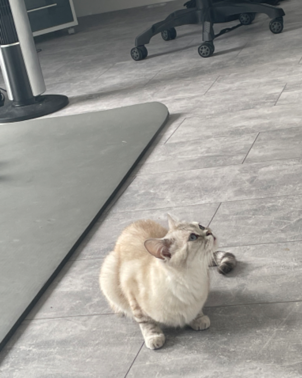 Missing Cat - Herrieden