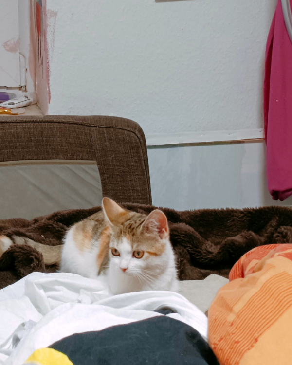 Missing Cat - Buchholz in der Nordheide