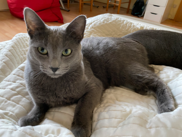 Missing Cat - 38228 Salzgitter