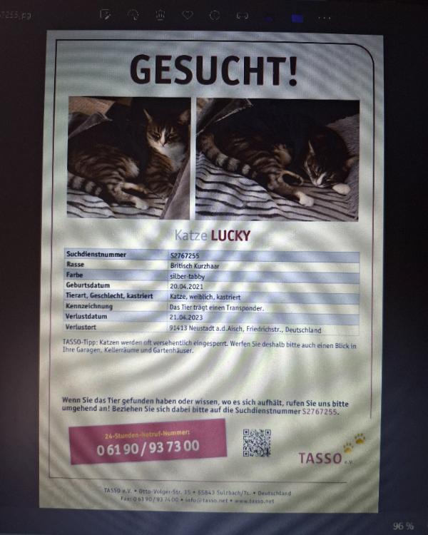 Missing Cat - Neustadt an der Aisch