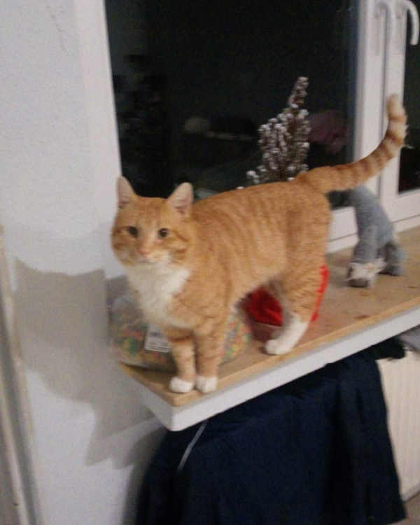 Missing Cat - Dinklage