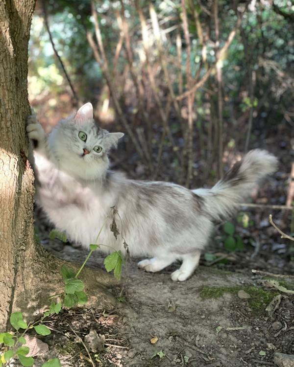 Missing Cat - Ratzeburg