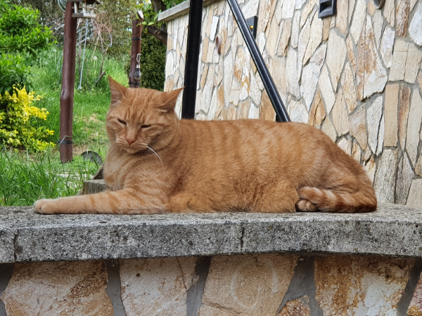 Missing Cat - Alsópáhok