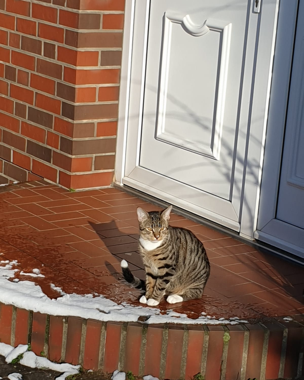 Missing Cat - Tönning