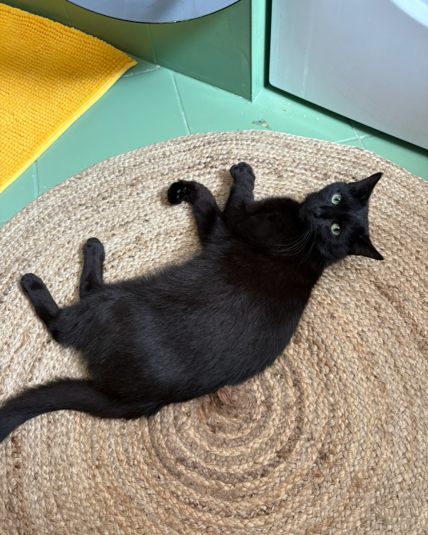 Missing Cat - St. Johann