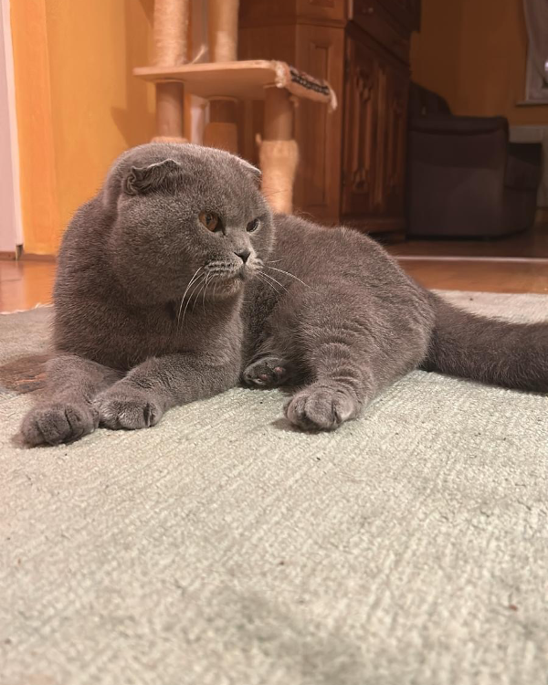 Missing Cat - Schramberg