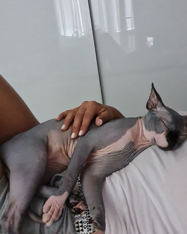 Missing Cat - Văleni