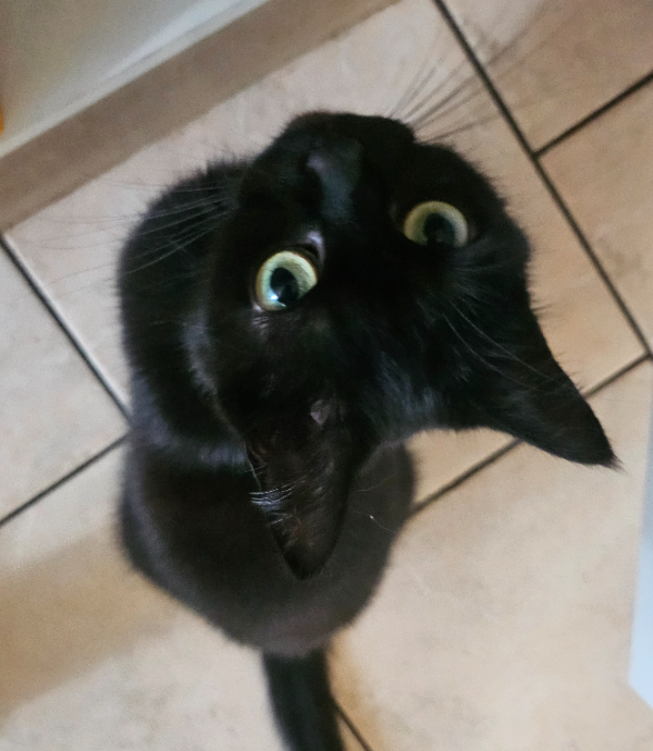 Missing Cat - Torgau