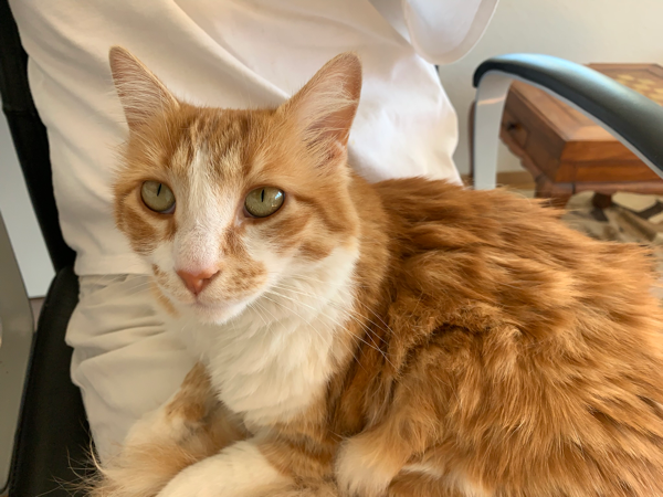 Missing Cat - Titisee-Neustadt