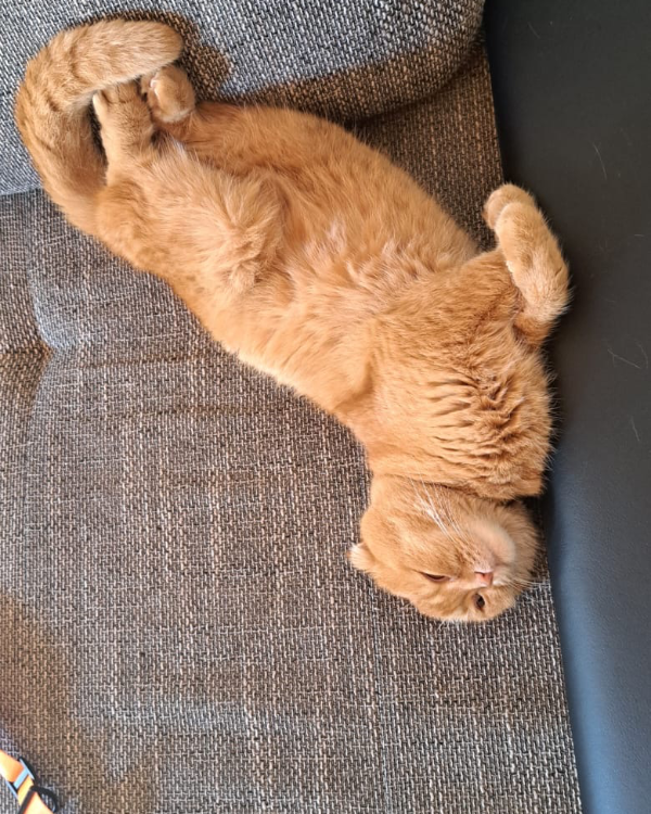 Found Cat - Eckental 