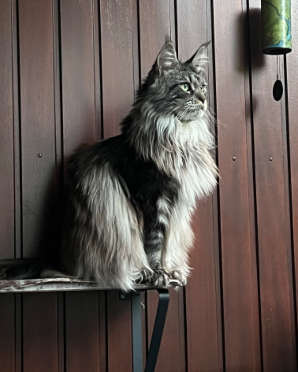 Missing Cat - Winsen (Luhe)
