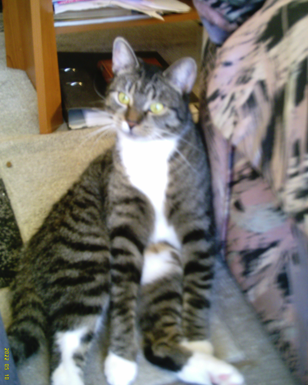 Missing Cat - Tribsees