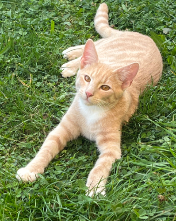 Missing Cat - Ravenstein