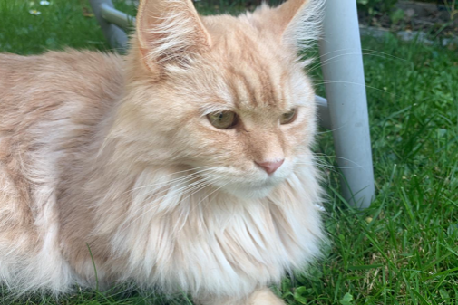 Missing Cat - Ilmenau