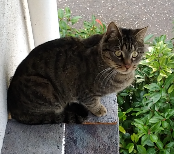 Missing Cat - Breisach am Rhein
