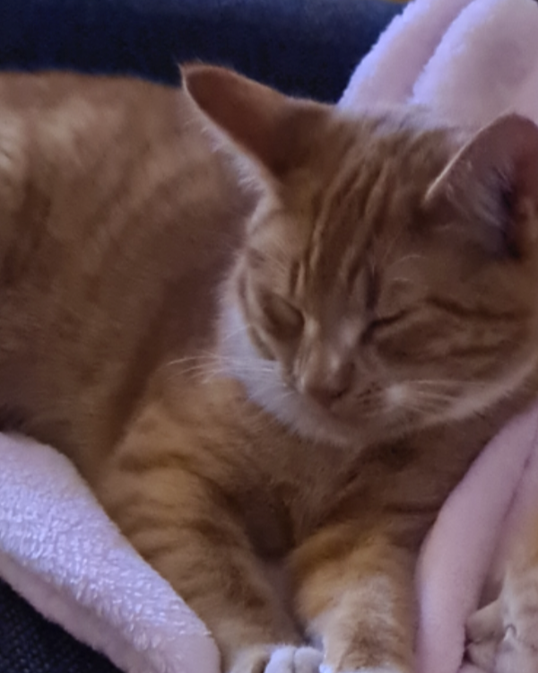 Missing Cat - Schorfheide