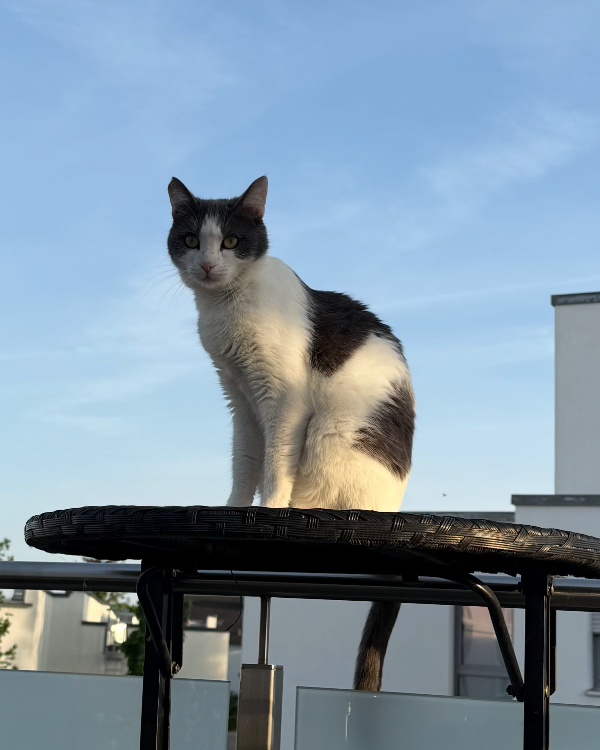 Missing Cat - Ingolstadt