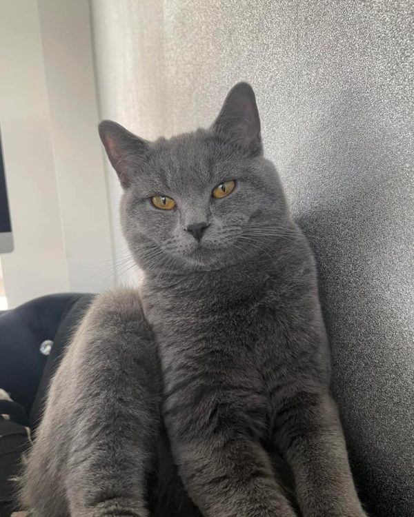 Missing Cat - Büchen