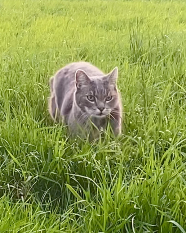 Missing Cat - Rüting