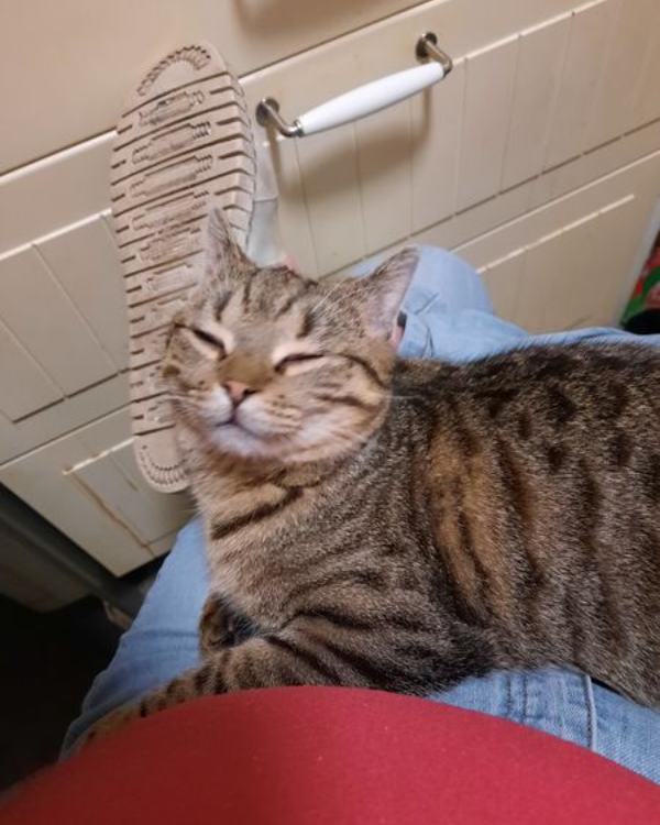 Found Cat - Jena, in den Fuchslöchern