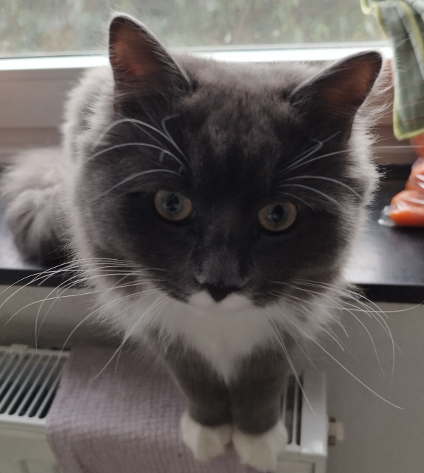 Missing Cat - Neusorg