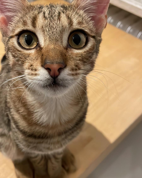 Found Cat - Lauf an der Pegnitz