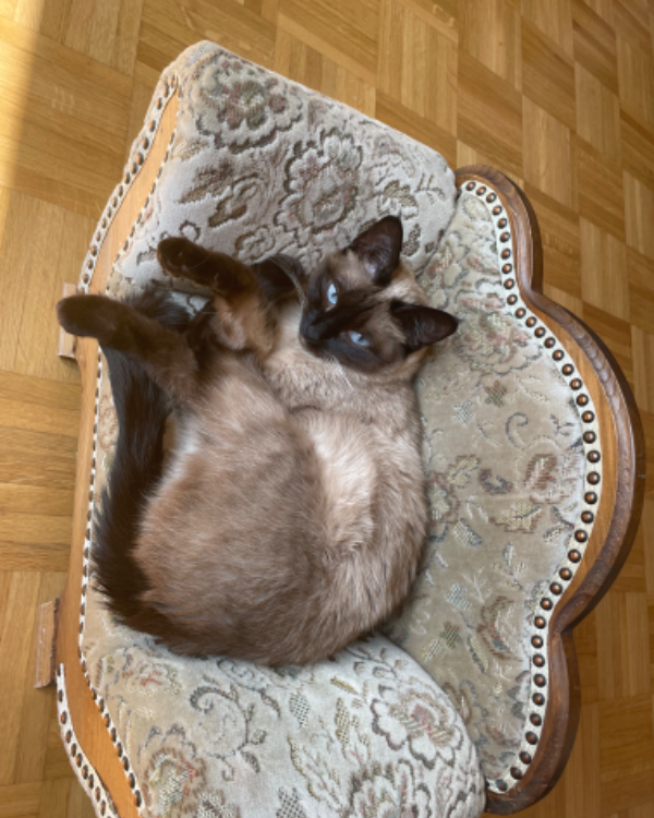 Found Cat - Poseritz