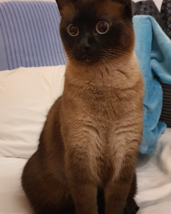 Found Cat - Geestemünde