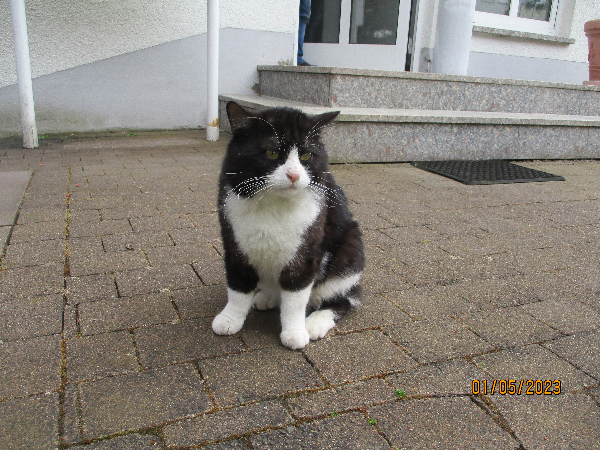 Missing Cat - Bad Liebenstein