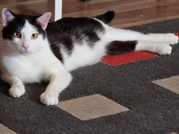 Missing Cat - Heilsbronn